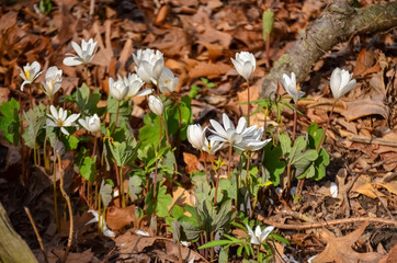 Flowering plants on the sand dunes in spring in a state park. Indiana Dunes National Lakeshore, USA