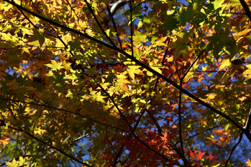 紅葉