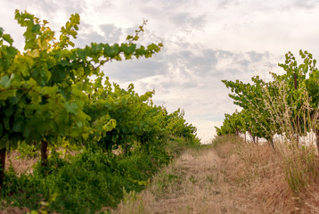 Fototapeta premium Vineyard landscape with irrigation system with drip of water, at sunset. Raïmat wines. Caberneet Sauvignon.Merlot, syrah, Pynot noir.