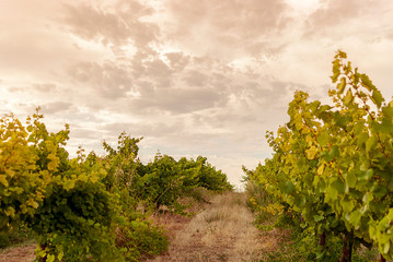 Vineyard landscape with irrigation system with drip of water, at sunset. Raïmat wines. Caberneet Sauvignon.Merlot, syrah, Pynot noir.