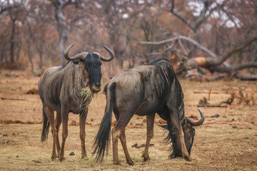 Blue wildebeest standing in the grass and eating.