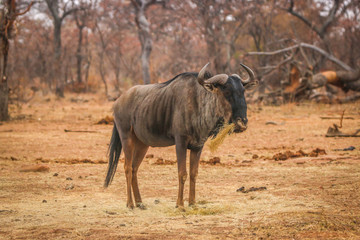 Blue wildebeest standing in the grass and eating.