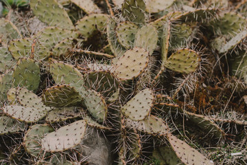  Prickly pear cactus