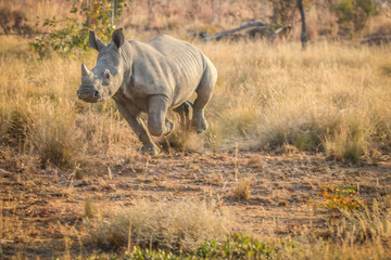 White rhino running in the grass. © simoneemanphoto
