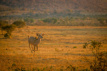 Obraz na płótnie Canvas Young male Kudu running in the bush.