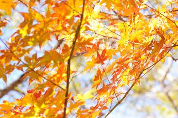 もみじ紅葉