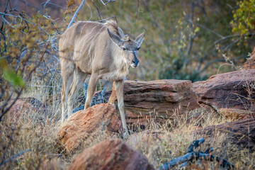 Obraz na płótnie Canvas Female Kudu standing in the bush.