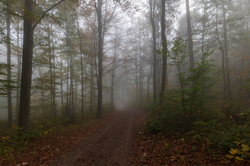Fototapeta premium Herbstwald und Nebel