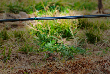 Vineyard landscape with irrigation system with drip of water, at sunset. Raïmat wines. Caberneet Sauvignon.Merlot, syrah, Pynot noir.