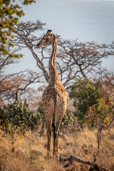 Giraffe standing in the African bush.