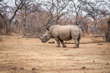 Naklejka premium White rhino walking in the bush.