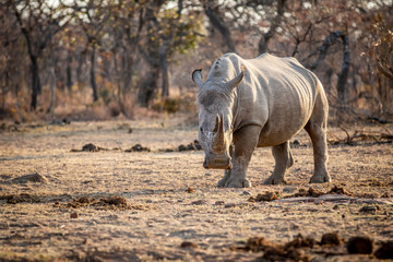 Fototapeta premium White rhino standing in the grass.
