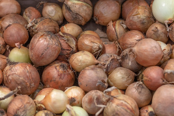 small shop. onions are on display. close-up.