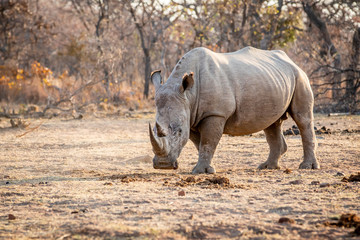 Fototapeta premium White rhino standing in the grass.