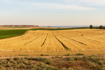 Wheat plantation fields in Raimat. Vineyards of Raimat at background. Countryside landscape.