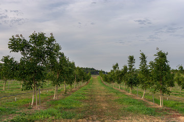 Obraz premium Walnut tree field in Raimat at sunset.