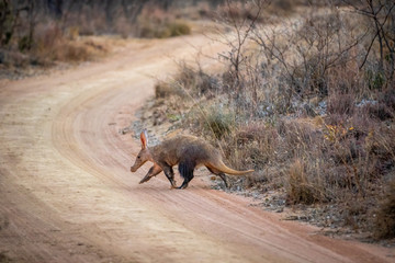 Aardvark crossing a bush road.