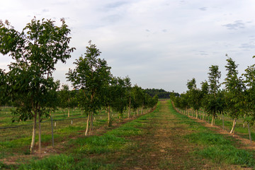 Walnut tree field in Raimat at sunset.