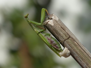 Praying mantis delivering