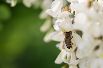 Bee on a three