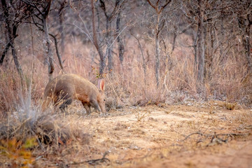 Aardvark walking in the African bush.