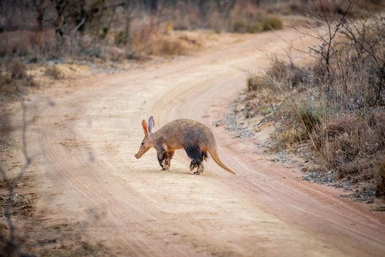 Aardvark crossing a bush road.
