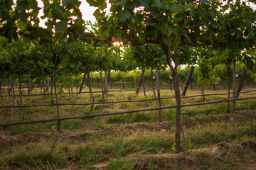 Fototapeta na wymiar Vineyard landscape with irrigation system with drip of water, at sunset. Raïmat wines. Caberneet Sauvignon.Merlot, syrah, Pynot noir.