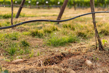 Fototapeta premium Vineyard landscape with irrigation system with drip of water, at sunset. Raïmat wines. Caberneet Sauvignon.Merlot, syrah, Pynot noir.