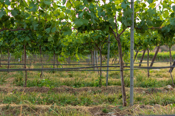 Fototapeta na wymiar Vineyard landscape with irrigation system with drip of water, at sunset. Raïmat wines. Caberneet Sauvignon.Merlot, syrah, Pynot noir.
