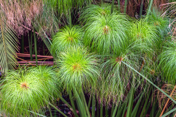 Papyrus plants in Fountain of Arethusa on the Ortygia isle - old town of Syracuse on Sicily, Italy