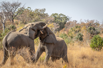 Two big male Elephants playing.