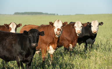 Herd of young cows