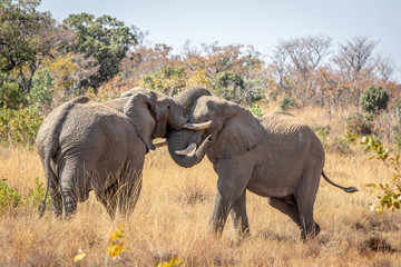 Fototapeta na wymiar Two big male Elephants playing.