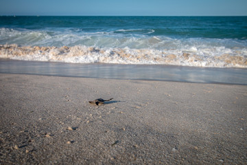 Green sea turtle hatchling on the beach.