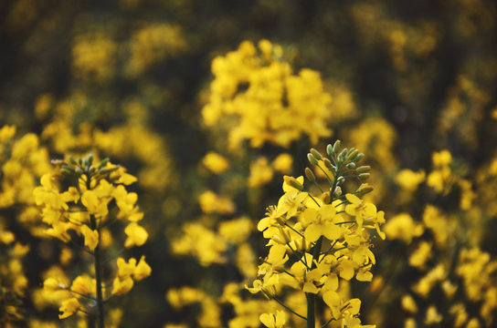 Yellow blooming rapeseed in focus on a blurry background in spring evening on the field