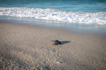 Green sea turtle hatchling on the beach.