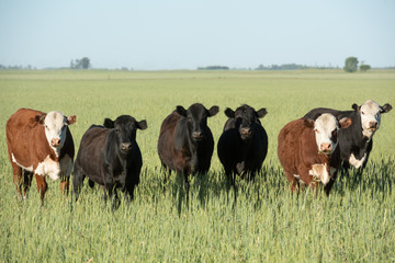 Herd of young cows