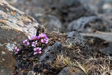 Pink Flowers in Rocks