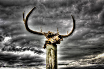 Deer Skull with Antlers
