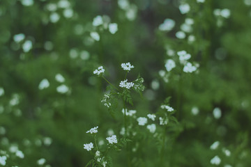  Young flowers