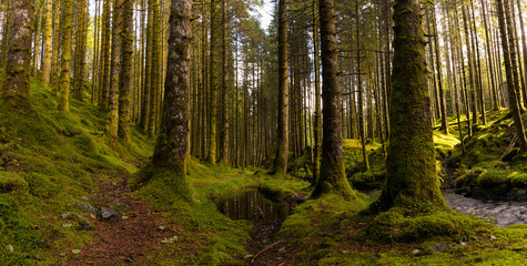 Fototapeta na wymiar Spruce Forest