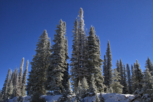 A bit of Christmas colors on Rabbit Ears Pass outside of Steamboat Springs, Colorado