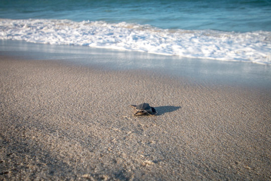 Green sea turtle hatchling on the beach.