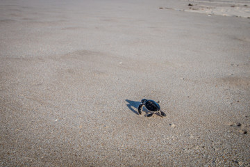 Green sea turtle hatchling on the beach.