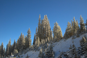 A bit of Christmas colors on Rabbit Ears Pass outside of Steamboat Springs, Colorado