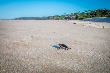 Fototapeta na wymiar Green sea turtle hatchling on the beach.