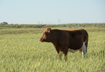 Young cow in the pampas