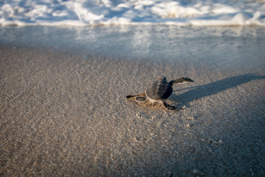 Green sea turtle hatchling on the beach.