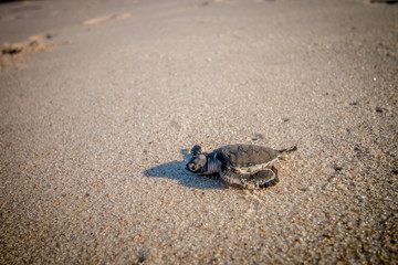 Green sea turtle hatchling on the beach.