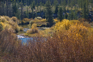 Mountain stream flowing between the fall colors along the stream